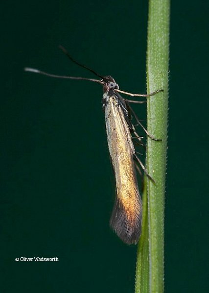 New moth to Sussex discovered at Woods Mill